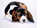 Beagle dog pet portrait